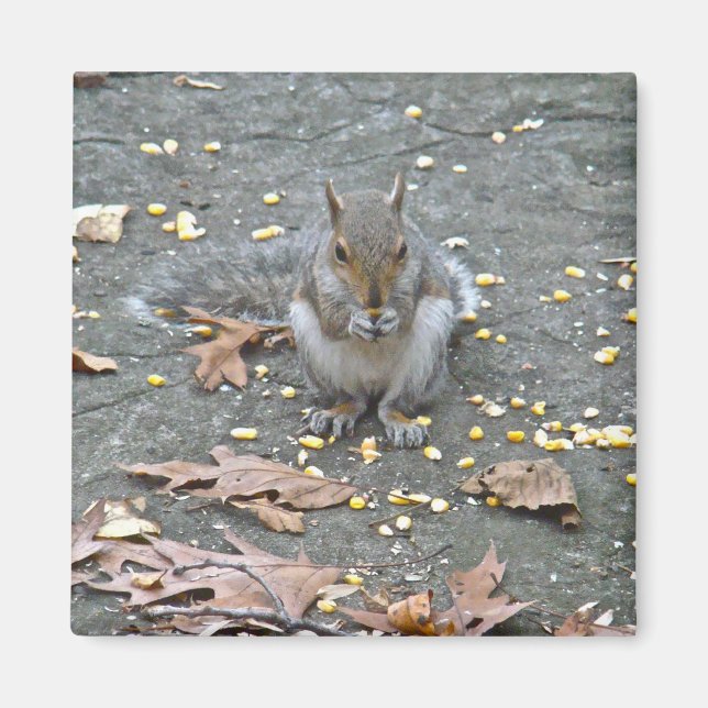 Grått Squirrel Series Magnet (Framsidan)