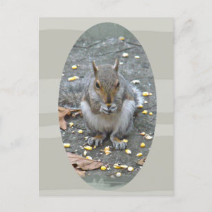 Grått Squirrel Series Vykort