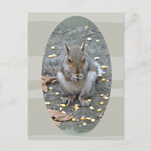 Grått Squirrel Series Vykort (Framsida)