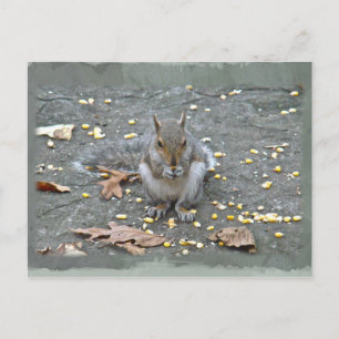 Grått Squirrel Series Vykort