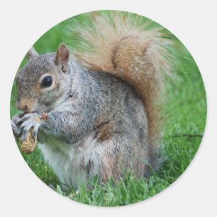 Grått Squirrel Sticker Runt Klistermärke