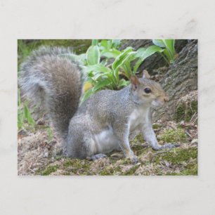 Grått Squirrel Vykort
