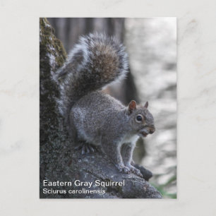 Grått Squirrel Vykort
