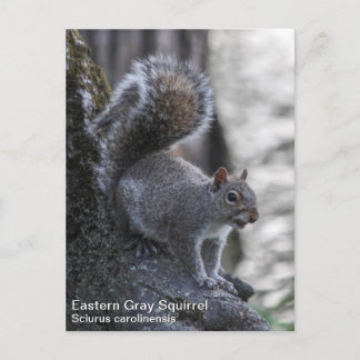 Grått Squirrel Vykort