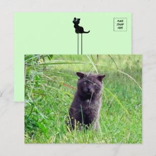 Grått Stray - Cat Postcard Vykort