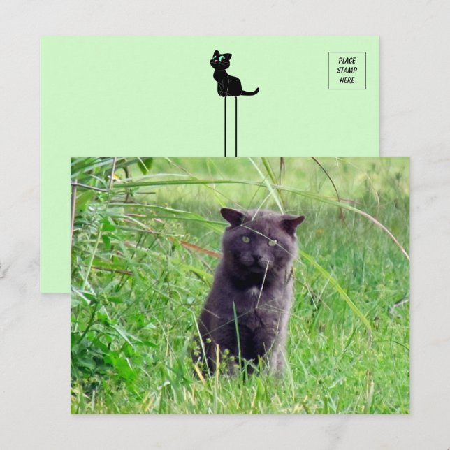 Grått Stray - Cat Postcard Vykort (Fram/baksida)