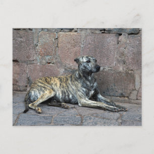 Grått-stripe-Hund i Cusco, Peru Vykort