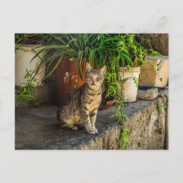 grått tabb med söt, herrelös kattkorsning vykort