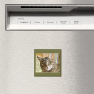 Grått Tabby Close Up Photographic Magnet
