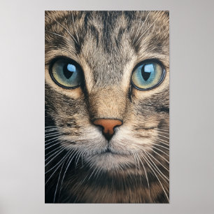 Grått tabby katt closeup poster