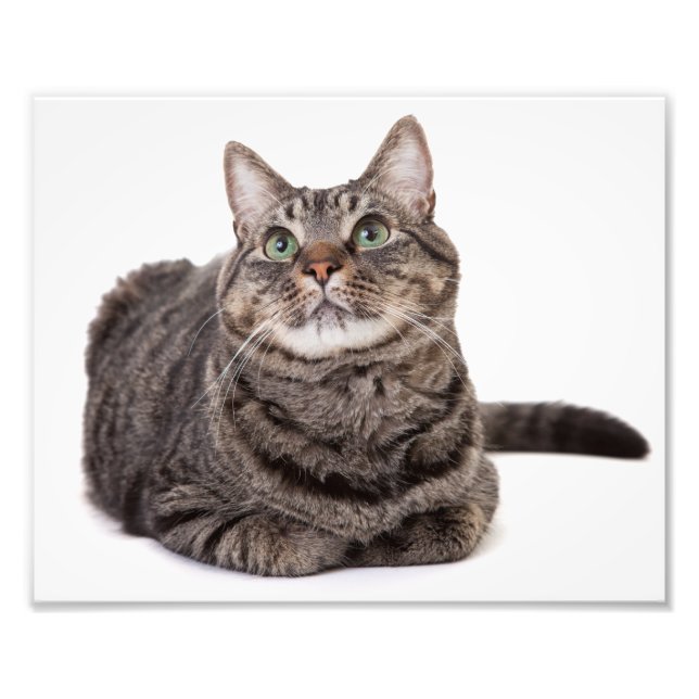 Grått Tabby katt Fototryck (Framsidan)