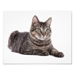 Grått Tabby katt Fototryck