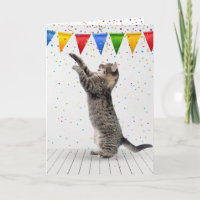Grått Tabby katt i födelsedagskonfetti