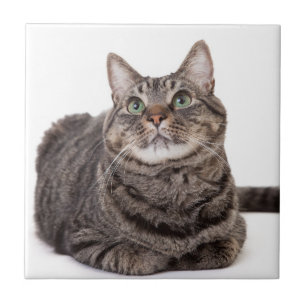 Grått Tabby katt Kakelplatta