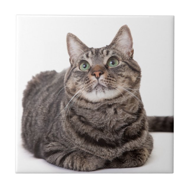 Grått Tabby katt Kakelplatta (Framsidan)