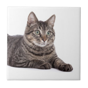 Grått Tabby katt Kakelplatta