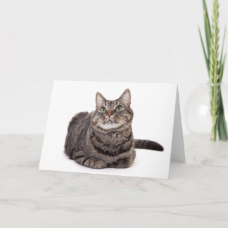 Grått Tabby katt Kort