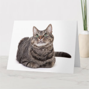 Grått Tabby katt Kort