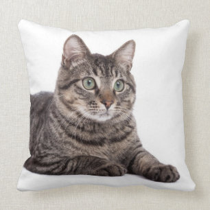 Grått Tabby katt Kudde