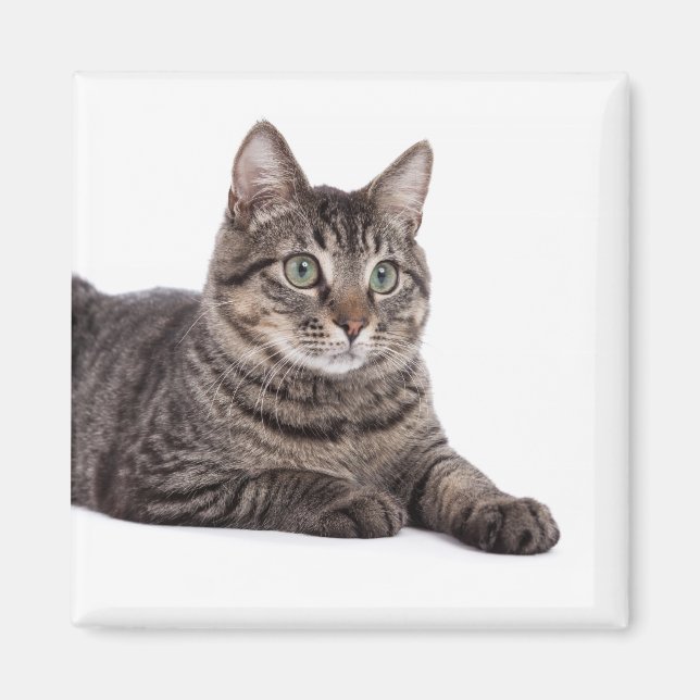 Grått Tabby katt Magnet (Framsidan)