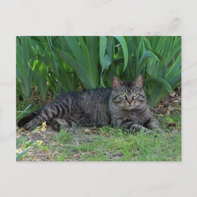 Grått Tabby katt med Irises Postcard Vykort (Framsida)