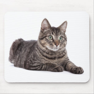 Grått Tabby katt Musmatta