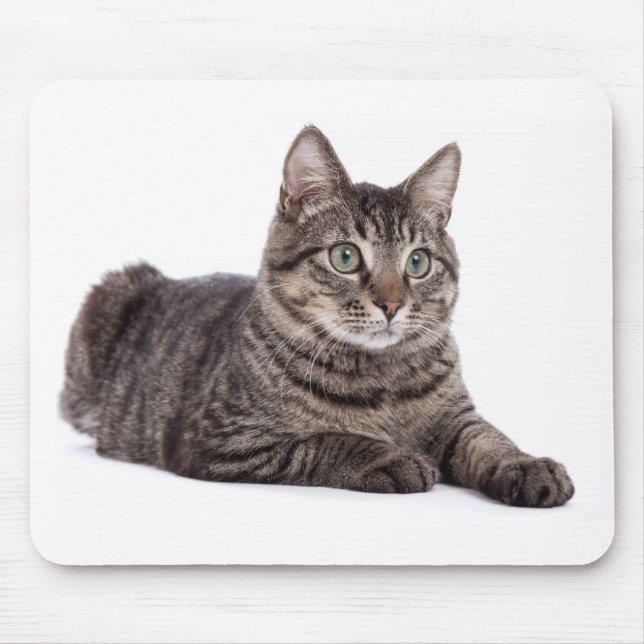 Grått Tabby katt Musmatta (Framsidan)