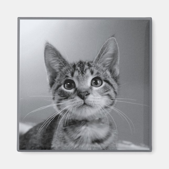 Grått Tabby Kitten Magnet (Framsidan)