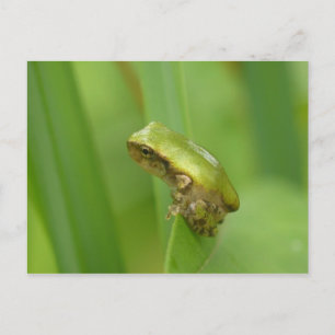 Grått Träd Frog. Vykort