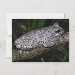 Grått Träd Frog Vykort