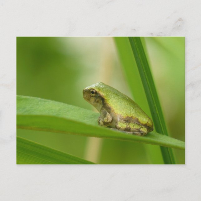 Grått Träd Frog vykort. Vykort (Framsida)