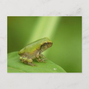 Grått Träd Frog vykort. Vykort