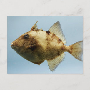 Grått Triggerfish Vykort