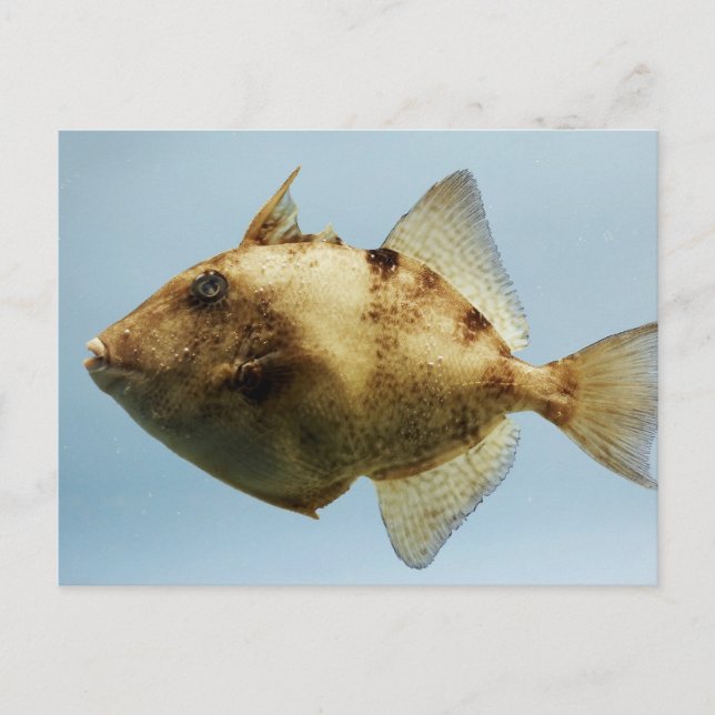 Grått Triggerfish Vykort (Framsida)