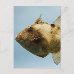 Grått Triggerfish Vykort