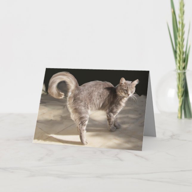 GRÅTT TURKISH CAT KORT (Framsida)