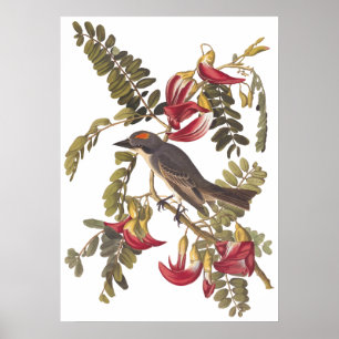 Grått Tyrant Kingbird Audubon Vintage Art Bookplat Poster