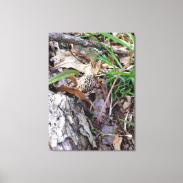 Grått Vår Morel på Canvas