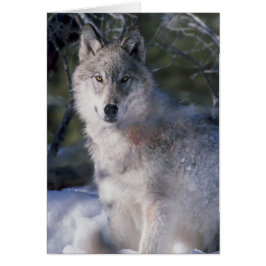 Grått Varg Älskare Hälsningskort