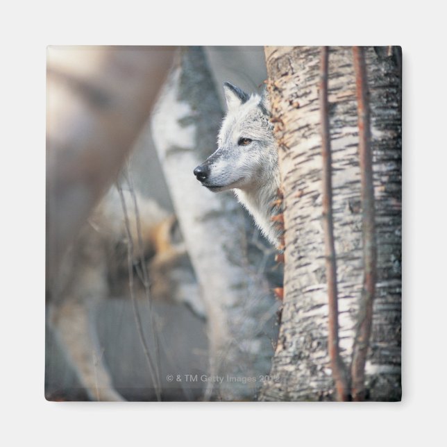 Grått Varg bakom Träd Magnet (Framsidan)