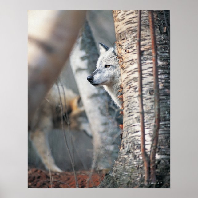 Grått Varg bakom Träd Poster (Framsidan)