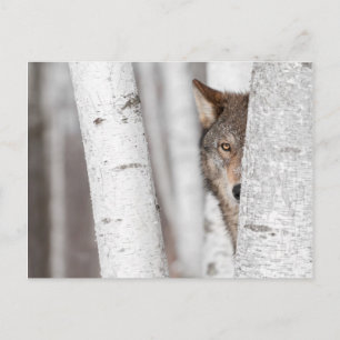 Grått-Varg (Canis lupus) bakom Träd Vykort