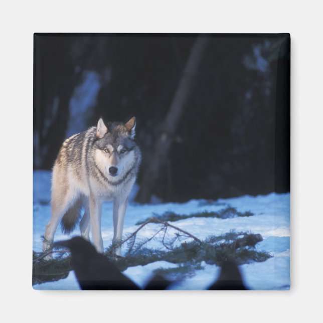 grått varg, Canis lupus, i fotgängare Magnet (Framsidan)