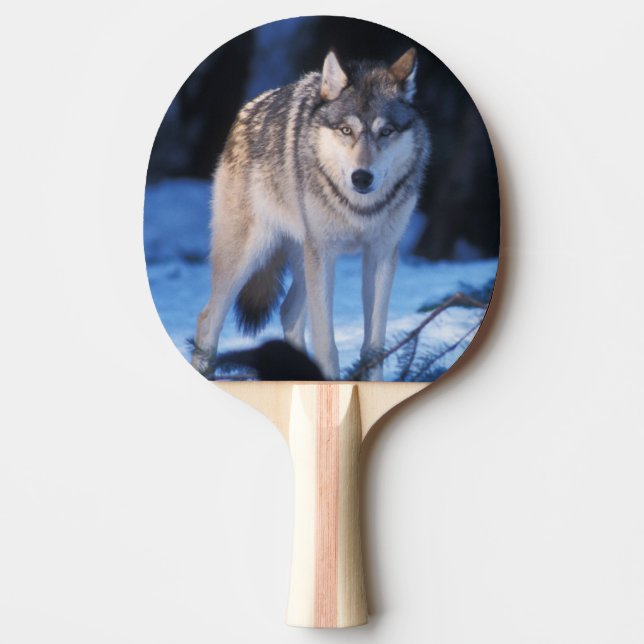 grått varg, Canis lupus, i fotgängare Pingisracket (Framsidan)