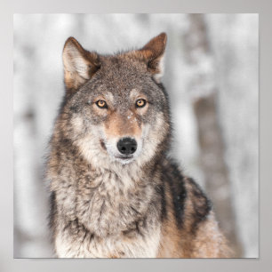 Grått Varg (Canis lupus) med ett öre bakåt Poster