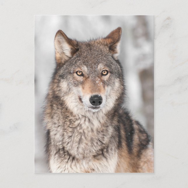 Grått Varg (Canis lupus) med ett öre bakåt Vykort (Framsida)