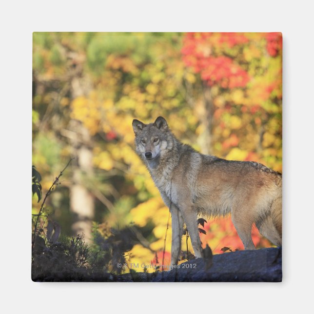 Grått Varg Canis lupus.order: carnivorafamily Magnet (Framsidan)