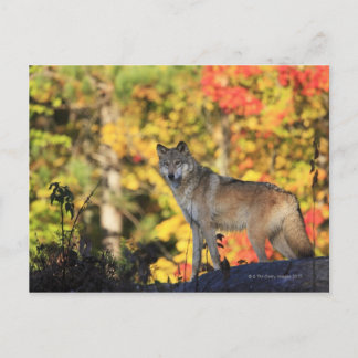 Grått Varg Canis lupus.order: carnivorafamily Vykort