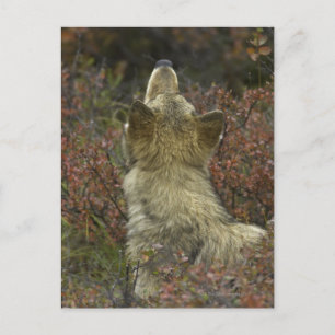Grått Varg (Canis lupus) Vykort