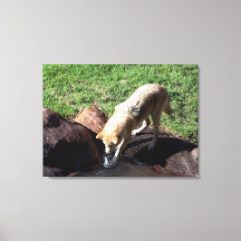 Grått Varg Canvas
